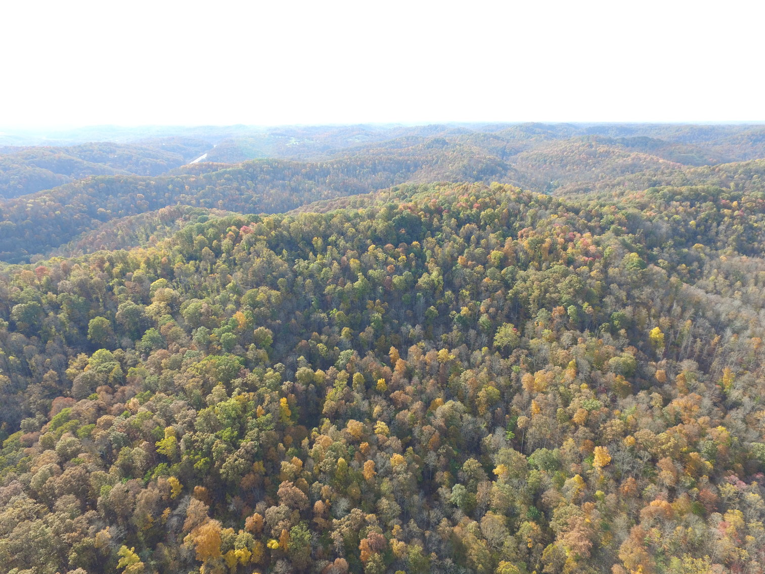Image for SOLD $82,500 - 66 Acres in Cooper’s Creek Selling to the Highest Bidder
