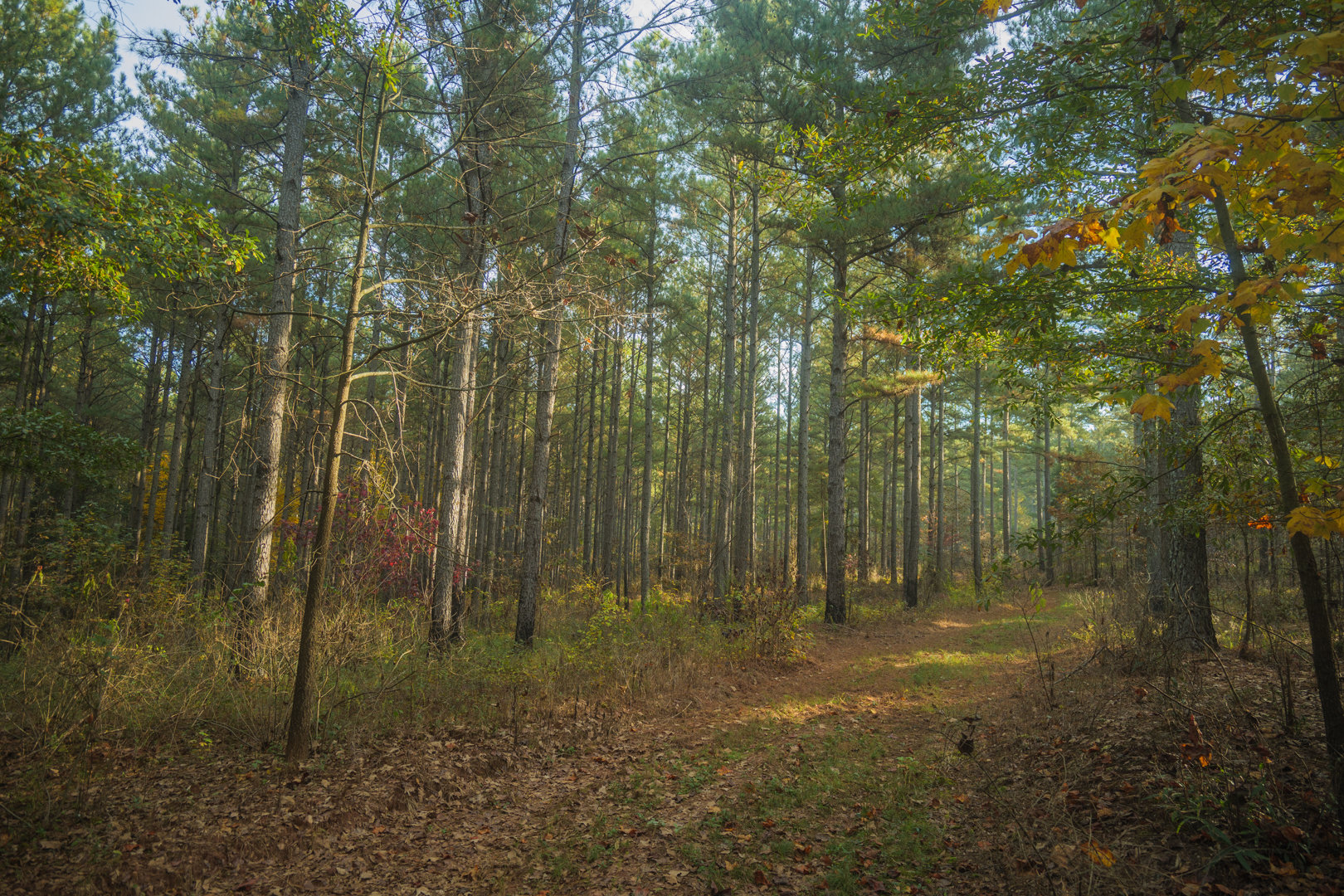 Image for 381 +/- Acre Timber Tract Located in Hart County, Georgia