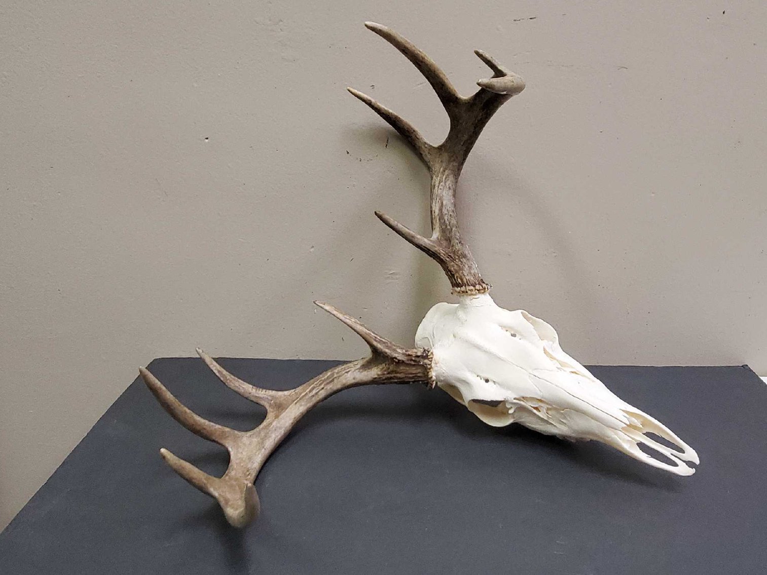 Image for Rusted Bucket Antiques Liquidation Auction