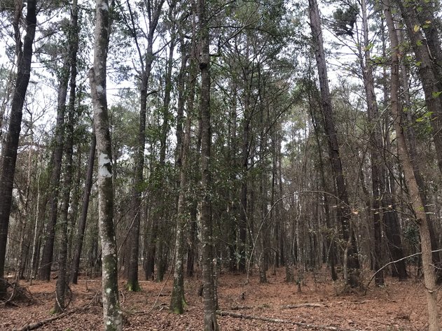 Image for ONLINE AUCTION - Thursday, Janaury 27th