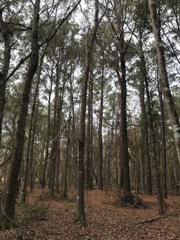 Image for ONLINE AUCTION - Thursday, Janaury 27th