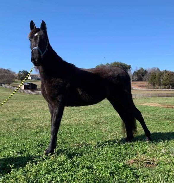Image for East Tennessee 4B Gaited Horse Sale  White Pine, Tennessee - February 26th