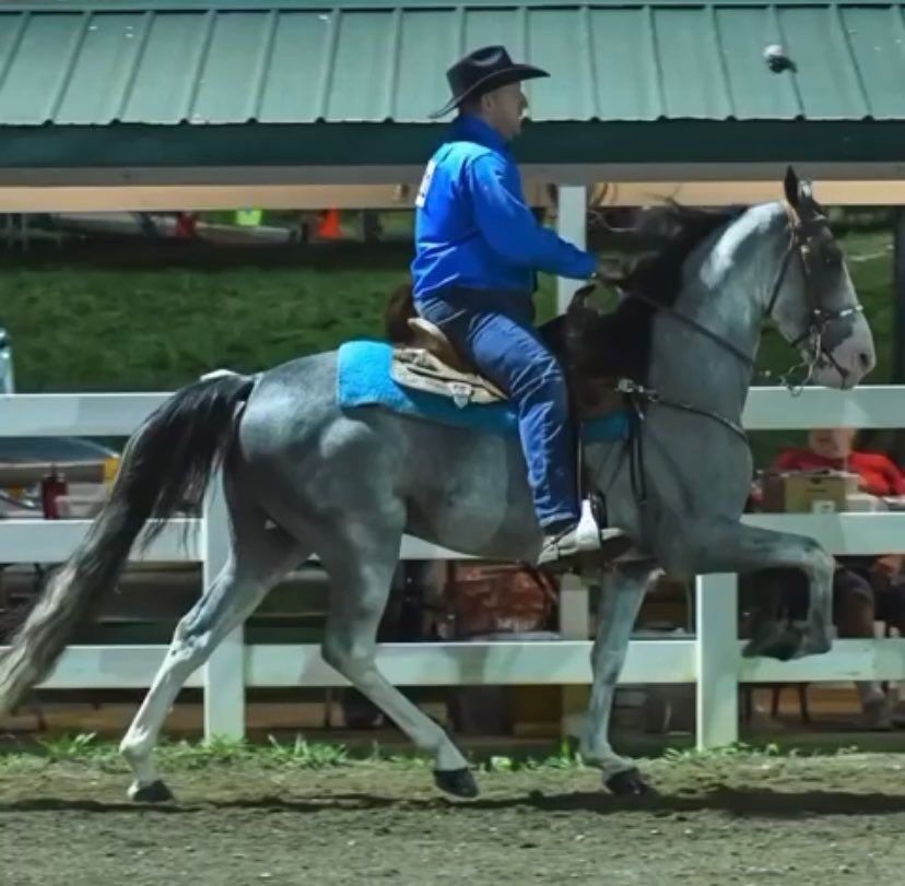 East Tennessee 4B Gaited Horse Sale White Pine, Tennessee February 26th