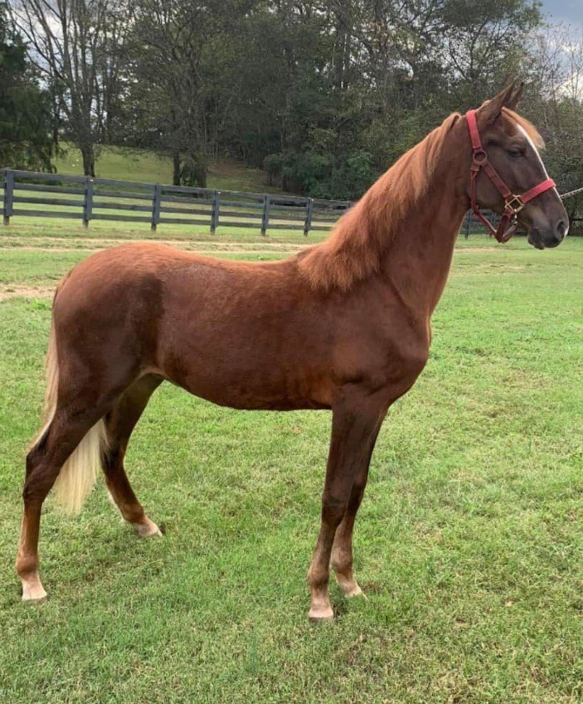 Image for East Tennessee 4B Gaited Horse Sale  White Pine, Tennessee - February 26th