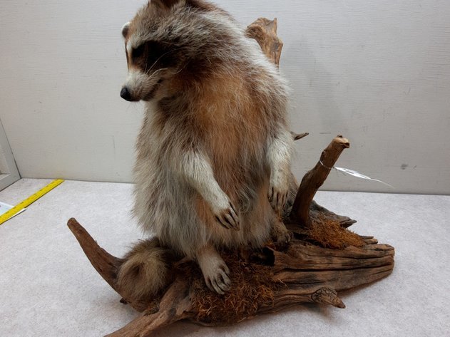 Image for February Consignments ring 1