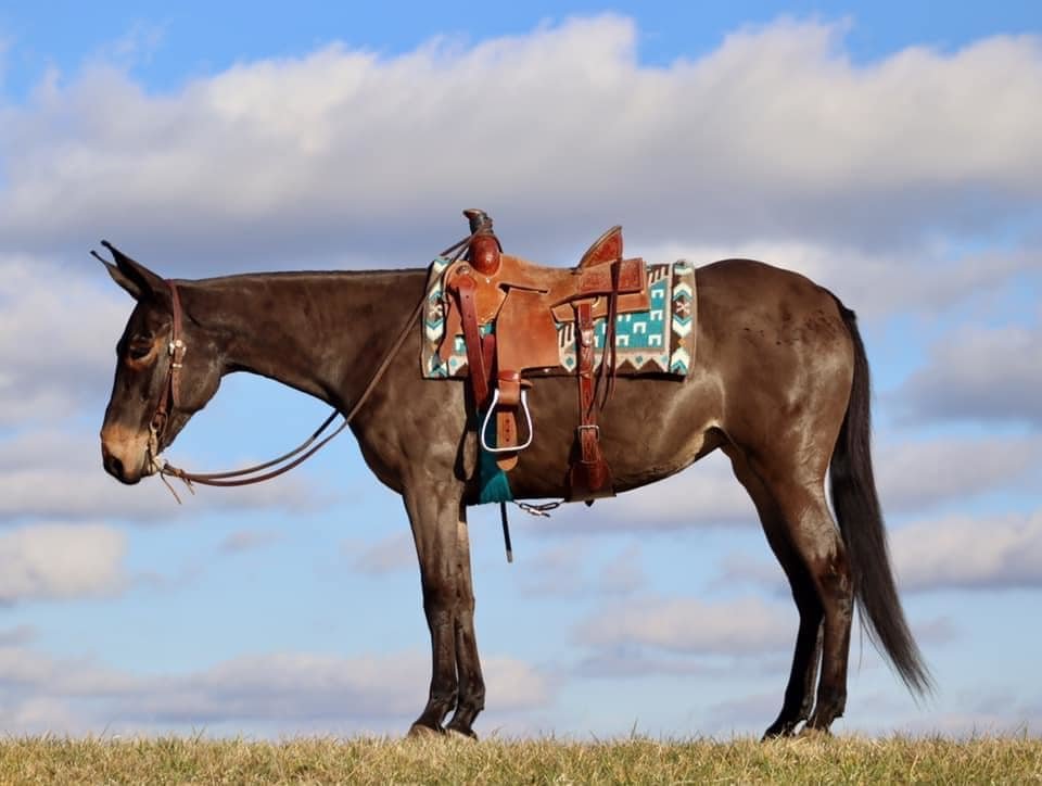 Image for WLS Spring Catalog Mule & Horse Sale  Ewing, Kentucky - March 12th