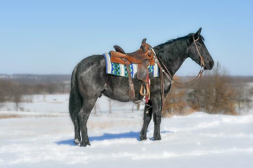 Image for Special Draft & Mule Sale Central Livestock - South Hutchinson, Kansas February 11-12th