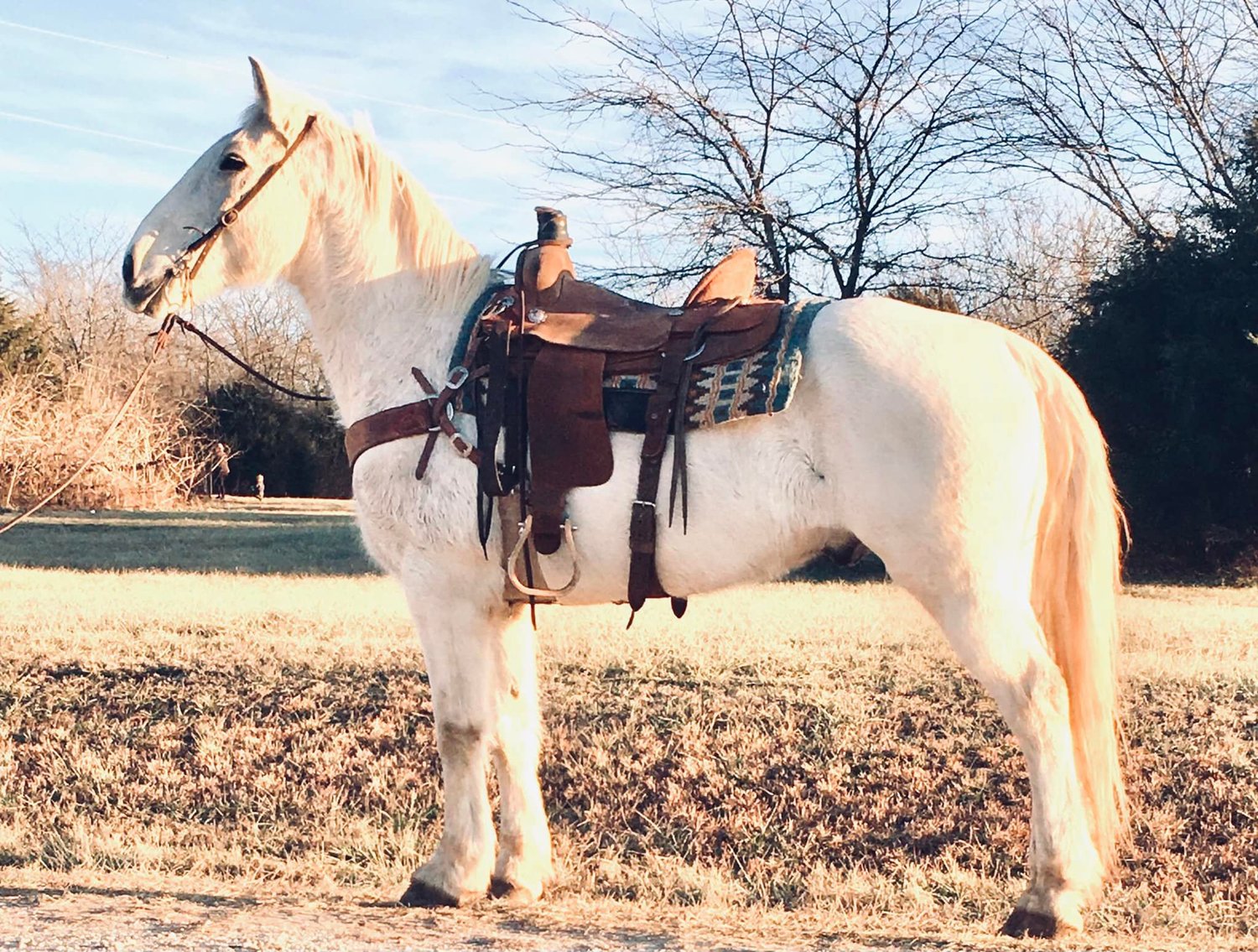 Special Draft & Mule Sale Central Livestock - South Hutchinson, Kansas
