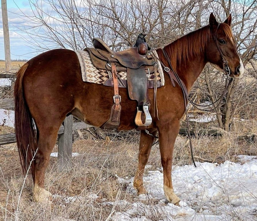 Image for Special Draft & Mule Sale Central Livestock - South Hutchinson, Kansas February 11-12th