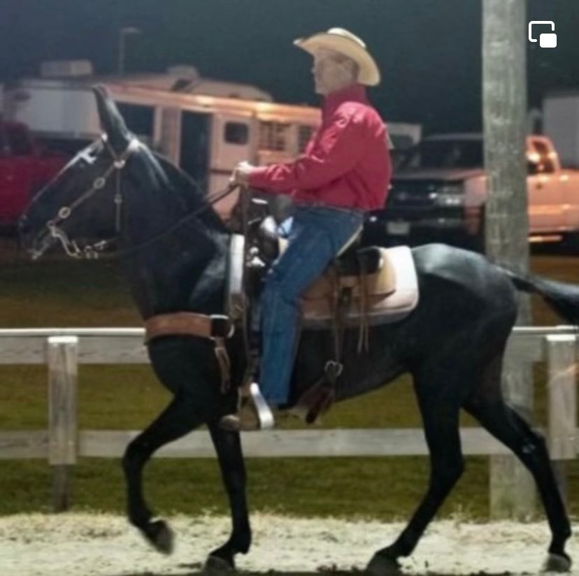 Image for East Tennessee 4B Gaited Horse Sale  White Pine, Tennessee - February 26th
