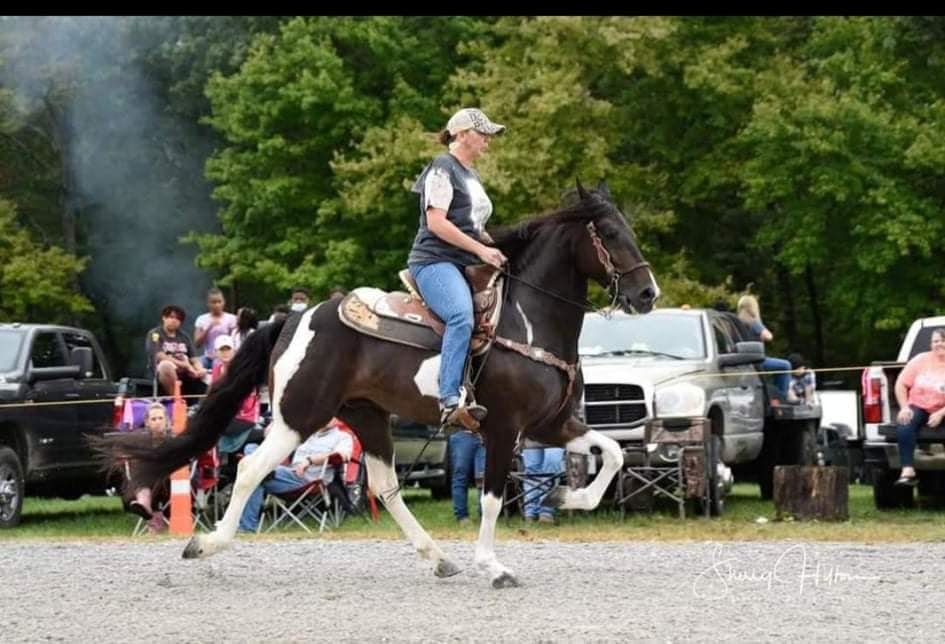 Image for East Tennessee 4B Gaited Horse Sale  White Pine, Tennessee - February 26th