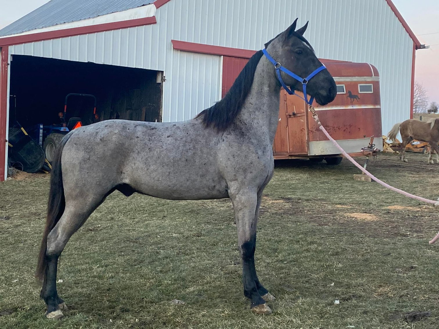 Image for East Tennessee 4B Gaited Horse Sale  White Pine, Tennessee - February 26th