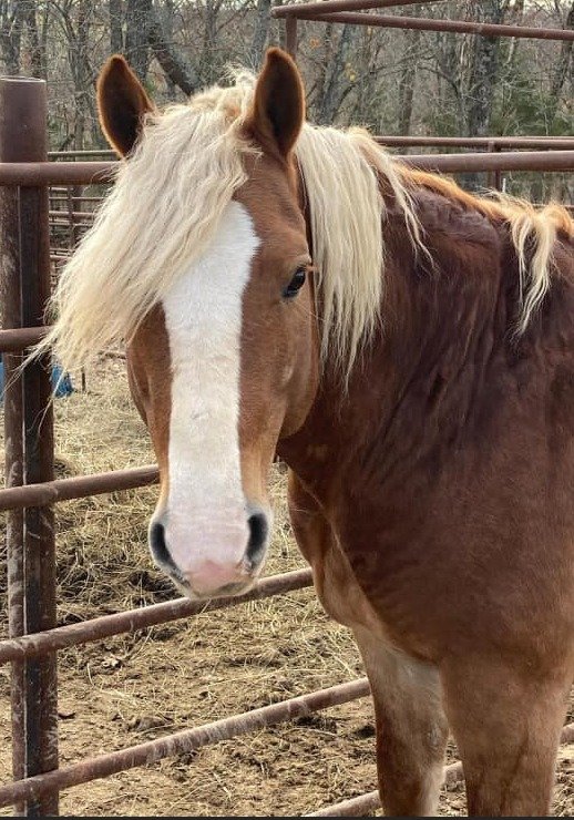 Image for Special Draft & Mule Sale Central Livestock - South Hutchinson, Kansas February 11-12th