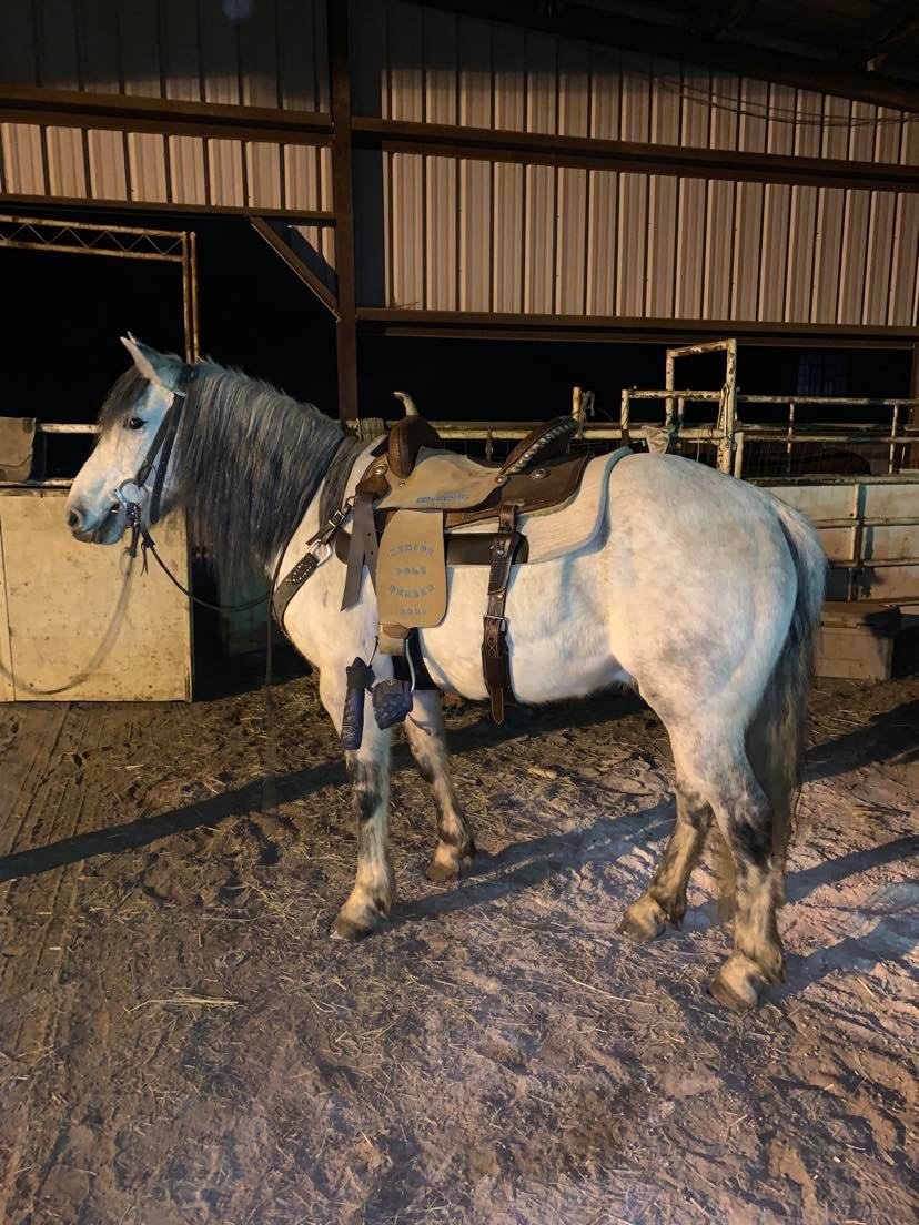 Special Draft & Mule Sale Central Livestock - South Hutchinson, Kansas