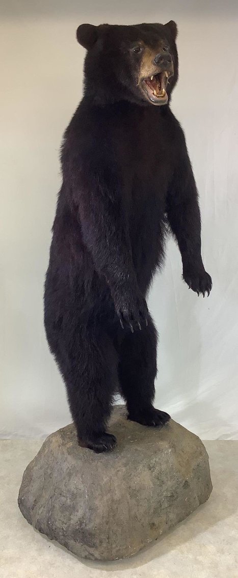 Image for Sporting Accessories and Taxidermy | March 29, 2022 at 7:00 PM