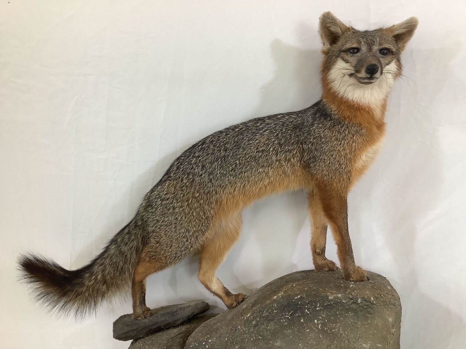 Image for Sporting Accessories and Taxidermy | March 29, 2022 at 7:00 PM