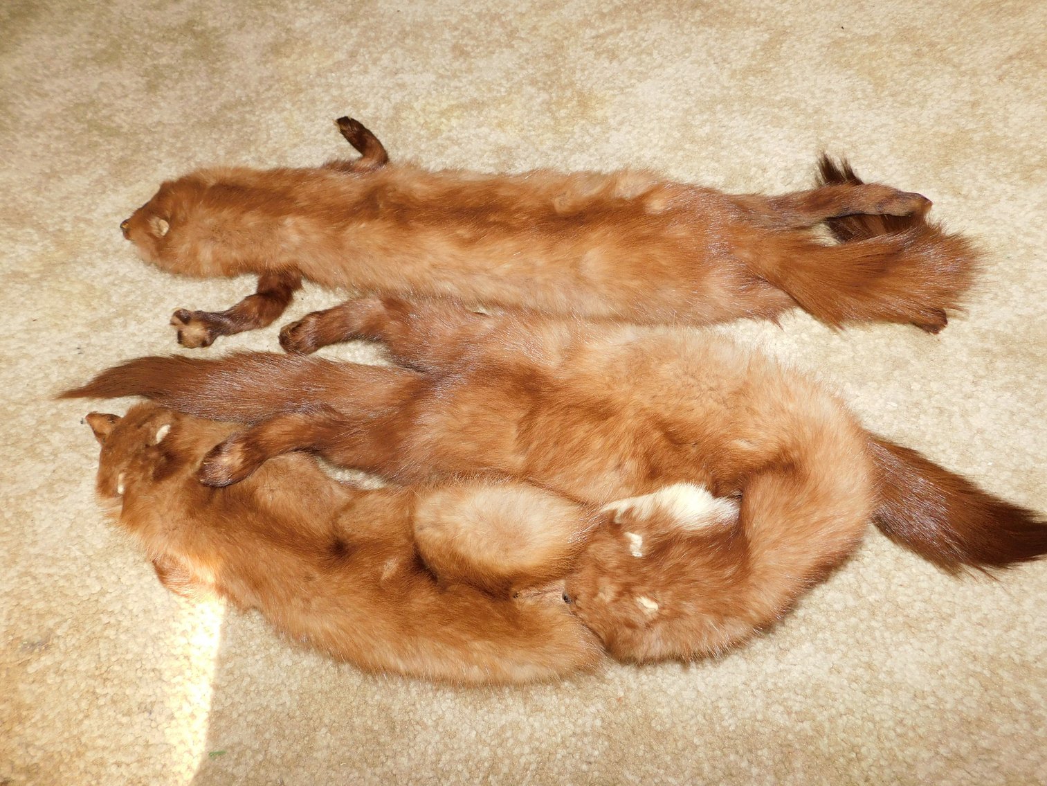 Image for Clarksburg, WV – Estate of Alexandra Trzcinski: Furniture, Fiesta Ware, Glassware, Jewelry, and more!