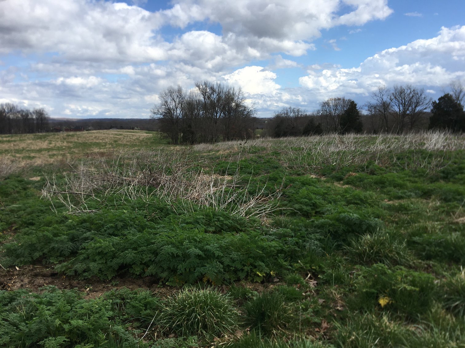 Image for Roy A. Massey Estate ~ Click Here For Details