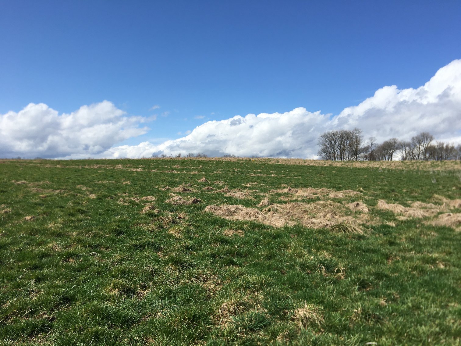 Image for Roy A. Massey Estate ~ Click Here For Details