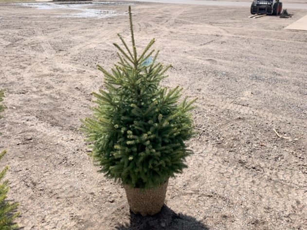 Image for April 26th Consignments Ring Two