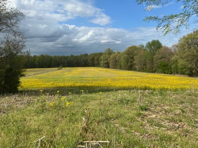 Image for ABSOLUTE LIVING ESTATE AUCTION MCFARLAN ROAD CALVERT CITY, KY