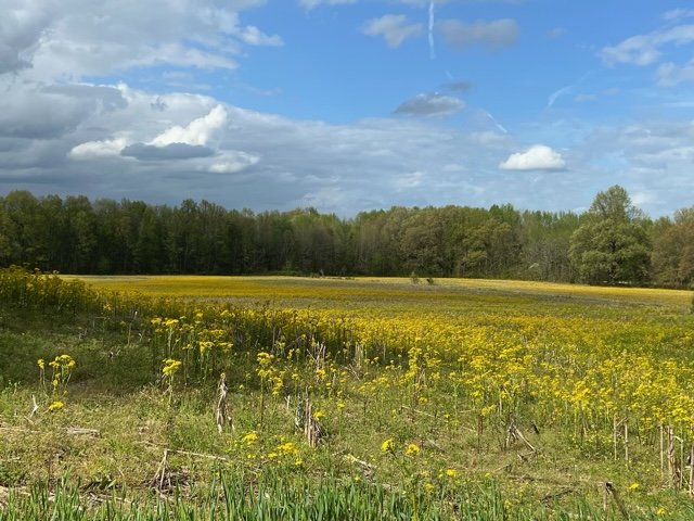 Image for ABSOLUTE LIVING ESTATE AUCTION MCFARLAN ROAD CALVERT CITY, KY