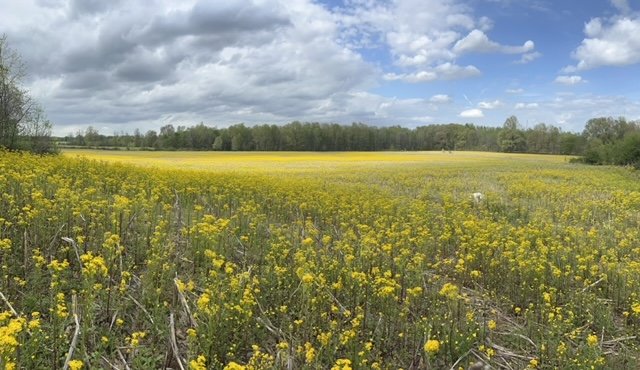 Image for ABSOLUTE LIVING ESTATE AUCTION MCFARLAN ROAD CALVERT CITY, KY