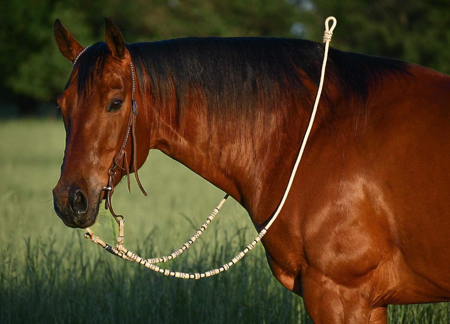 Image for 4R Special Sale May 27-28th Bowling Green, Kentucky