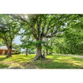 Image for Whitson Bend House & Shops  -  Online Auction