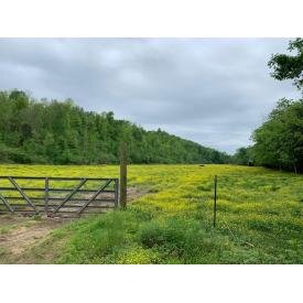 Image for Beaverdam Creek Land Auction  -  Online Auction