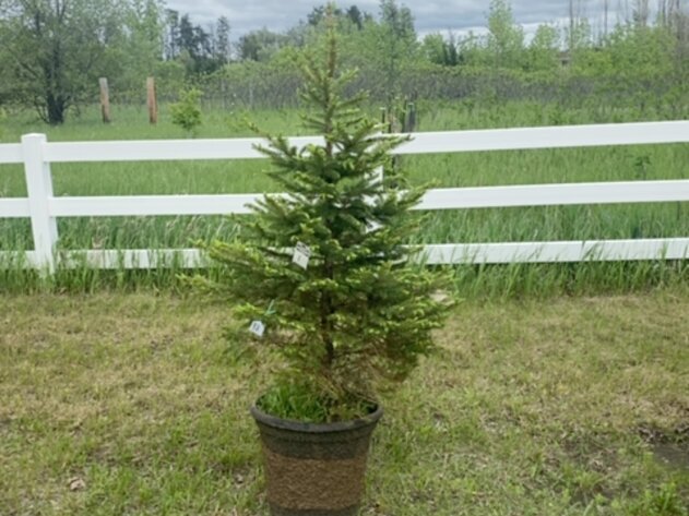 Image for June Spruce Tree's and Lilacs