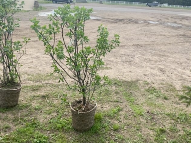 Image for June Spruce Tree's and Lilacs