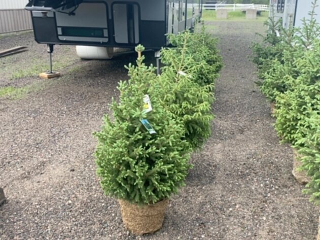 Image for June Spruce Tree's and Lilacs