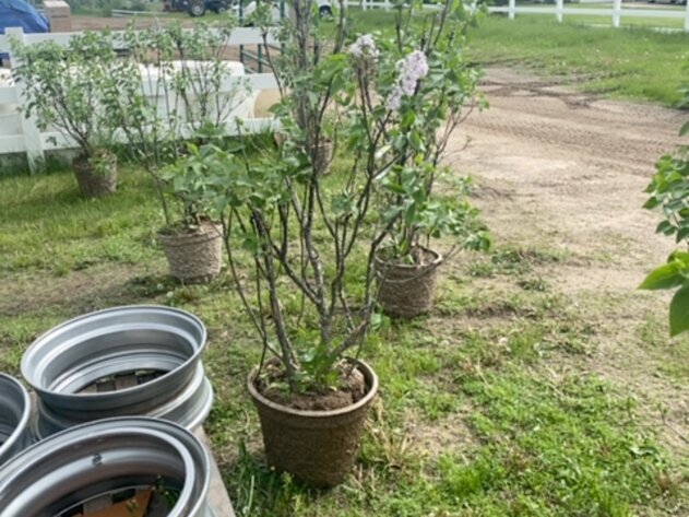 Image for June Spruce Tree's and Lilacs