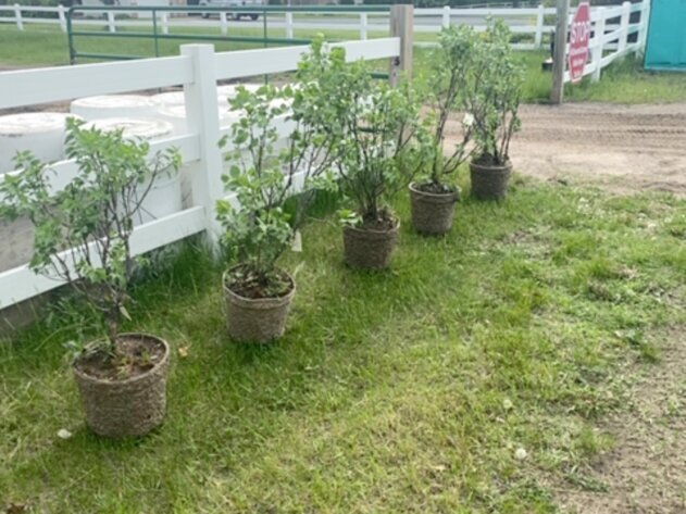 Image for June Spruce Tree's and Lilacs