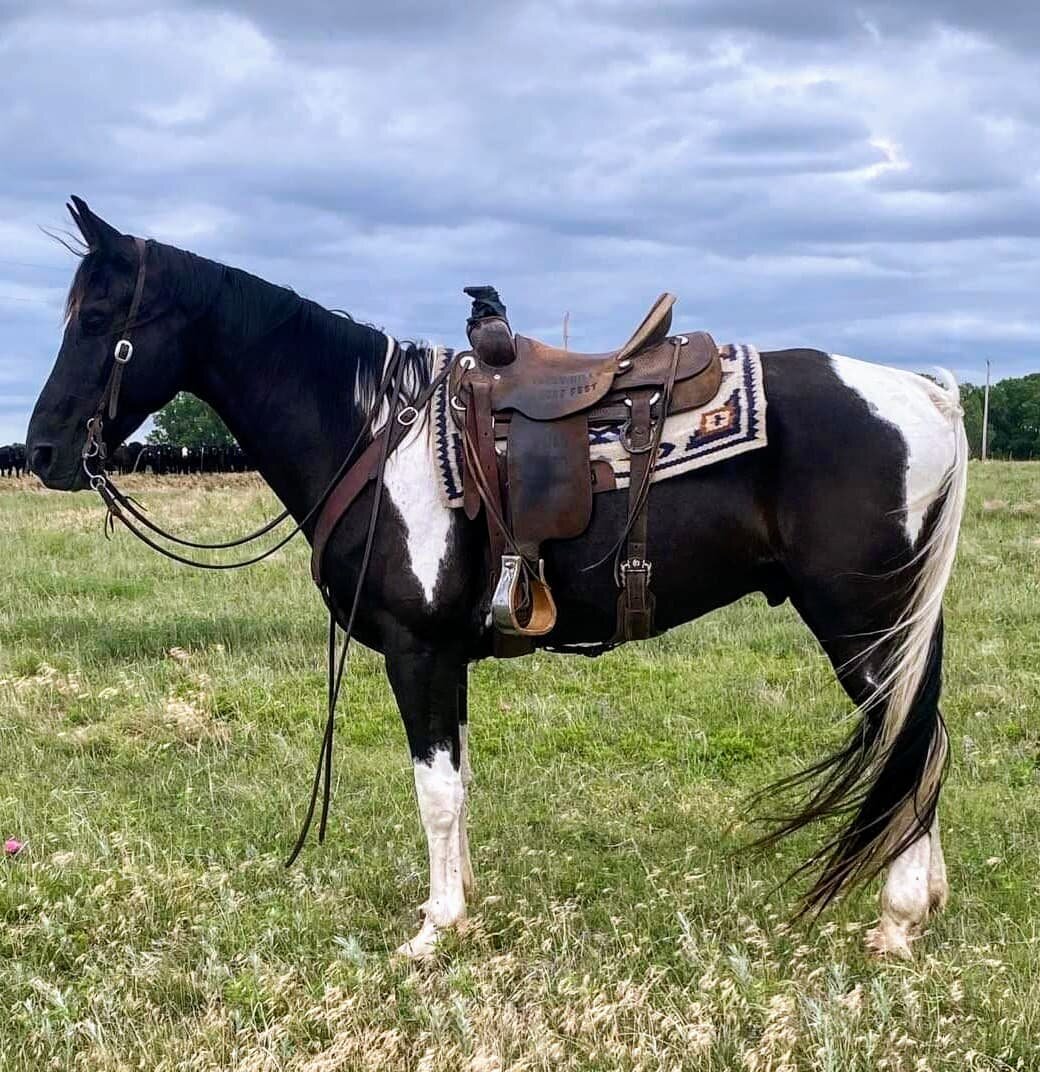 Image for Central Livestock Horse Sale - South Hutchinson, Kansas June 11th