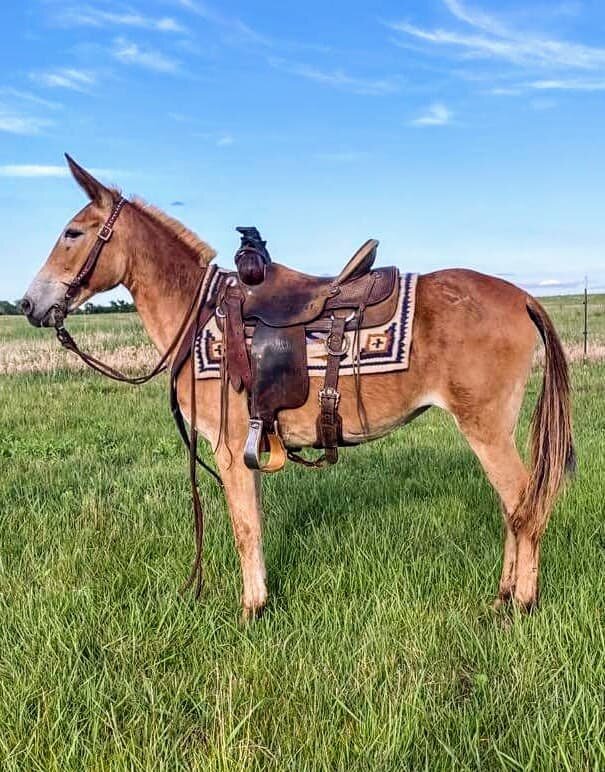 Image for Central Livestock Horse Sale - South Hutchinson, Kansas June 11th