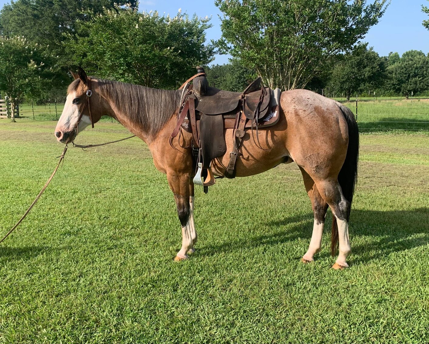 Image for Mize Horse Sale WELCOME BACK!  June 18th  Mize, Mississippi