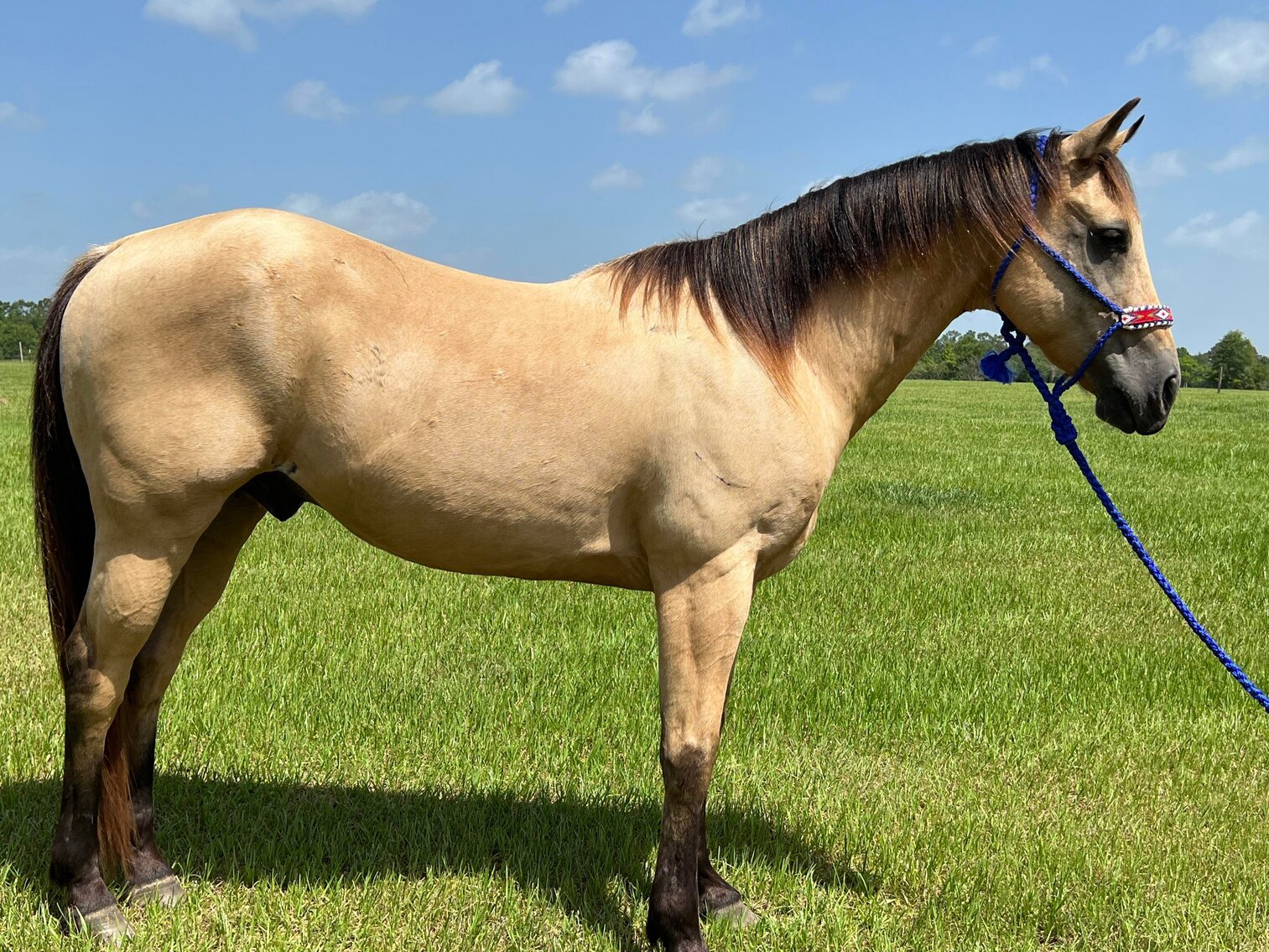 Image for Mize Horse Sale WELCOME BACK!  June 18th  Mize, Mississippi