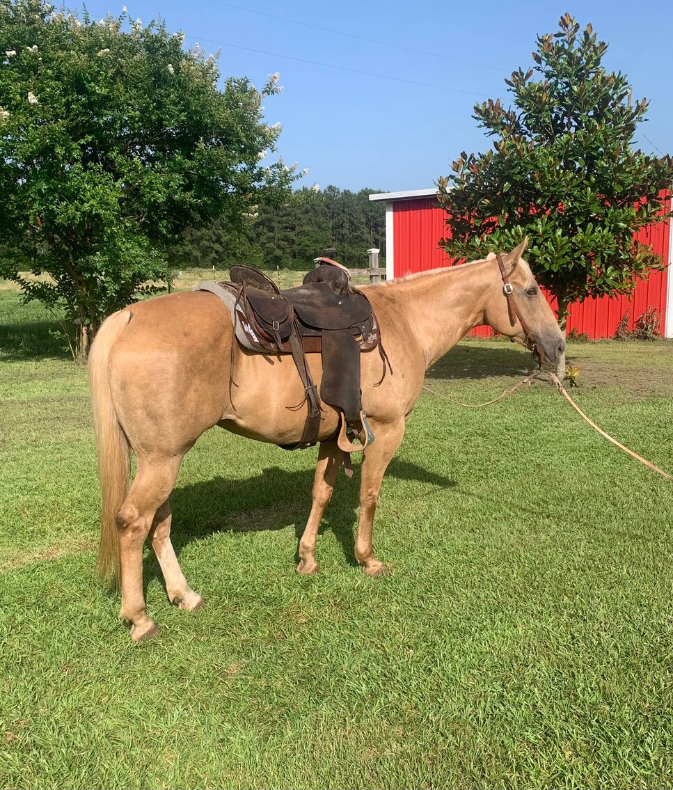 Image for Mize Horse Sale WELCOME BACK!  June 18th  Mize, Mississippi