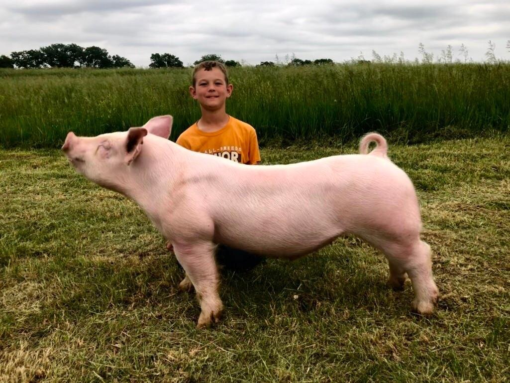 Image for Johnson County MO 4-H & FFA Livestock Auction