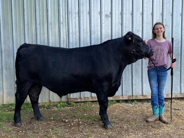 Image for Johnson County MO 4-H & FFA Livestock Auction