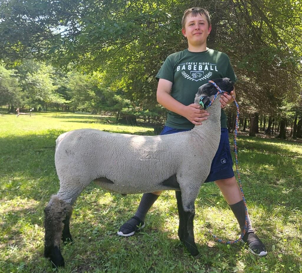 Image for Johnson County MO 4-H & FFA Livestock Auction