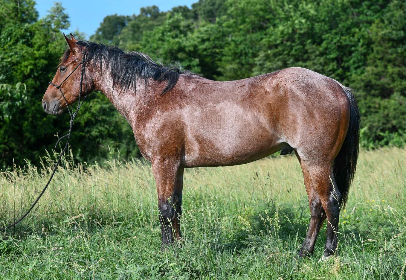 Mize Horse Sale BACK! June 18th Mize, Mississippi