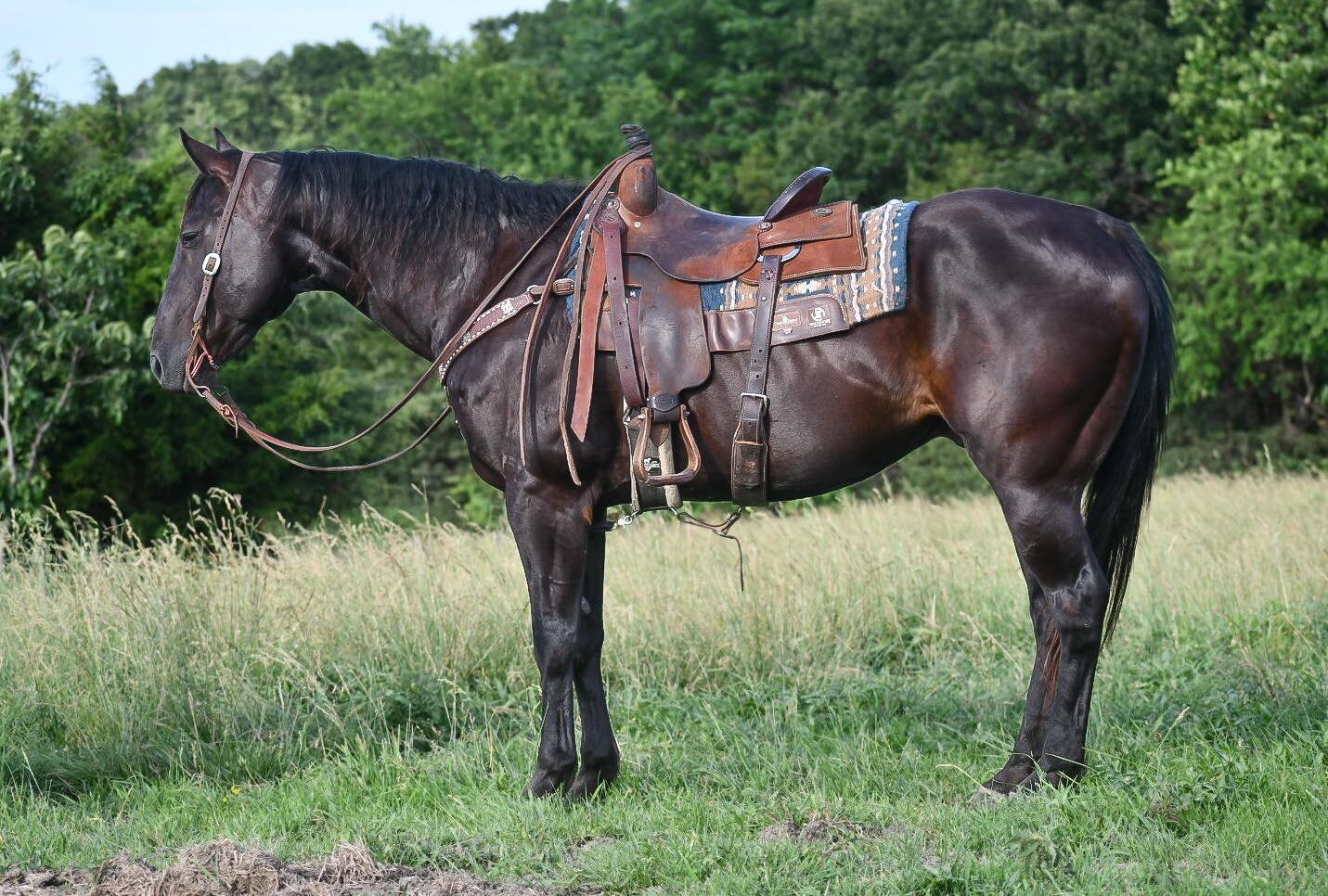 Image for Mize Horse Sale WELCOME BACK!  June 18th  Mize, Mississippi