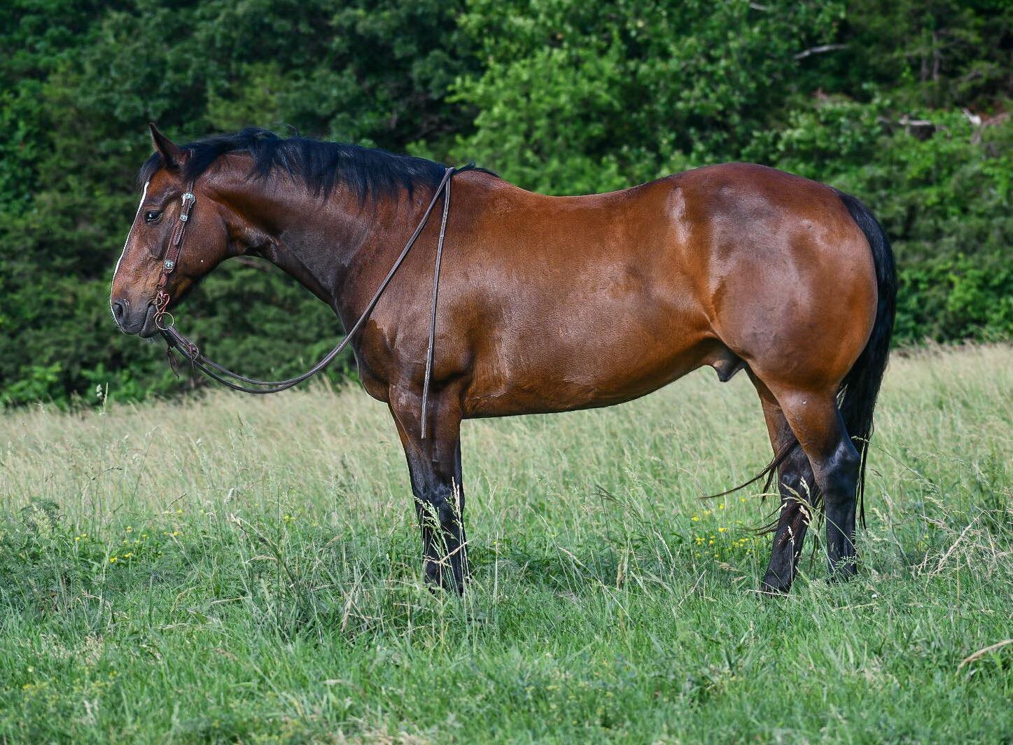 Image for Mize Horse Sale WELCOME BACK!  June 18th  Mize, Mississippi