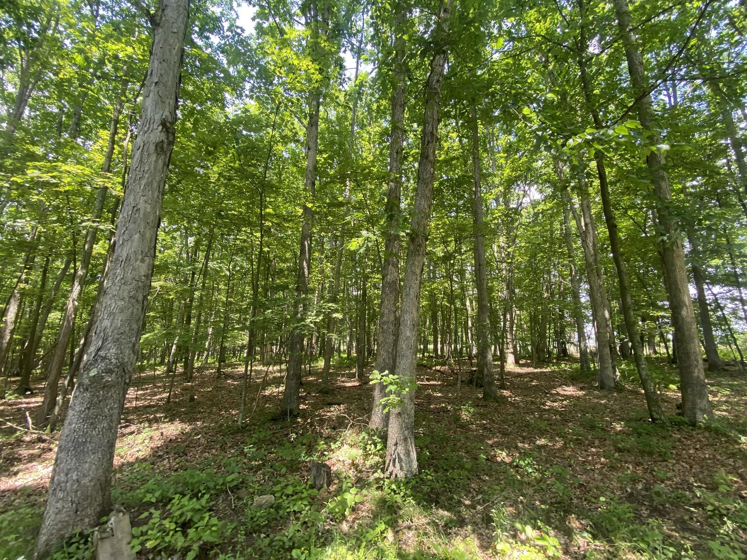 Image for SOLD $440,000 - 110 Acres with Oil & Gas in Preston County