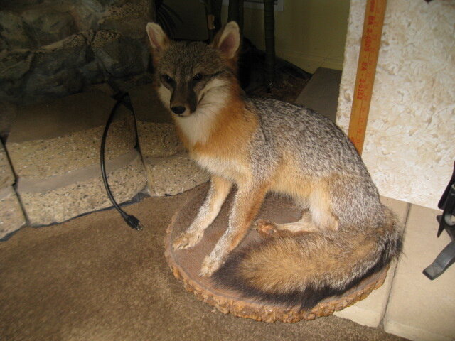 Image for Washington - Nice Selection of Hand Tools, Shop Items, Office Furniture, Taxidermy, & more