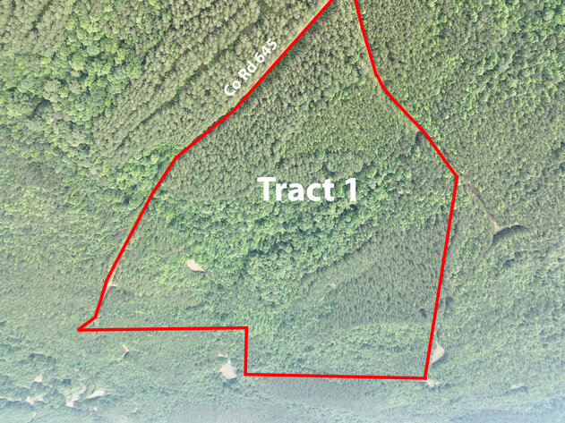 Image for Randolph County, AL - Timberland Auction