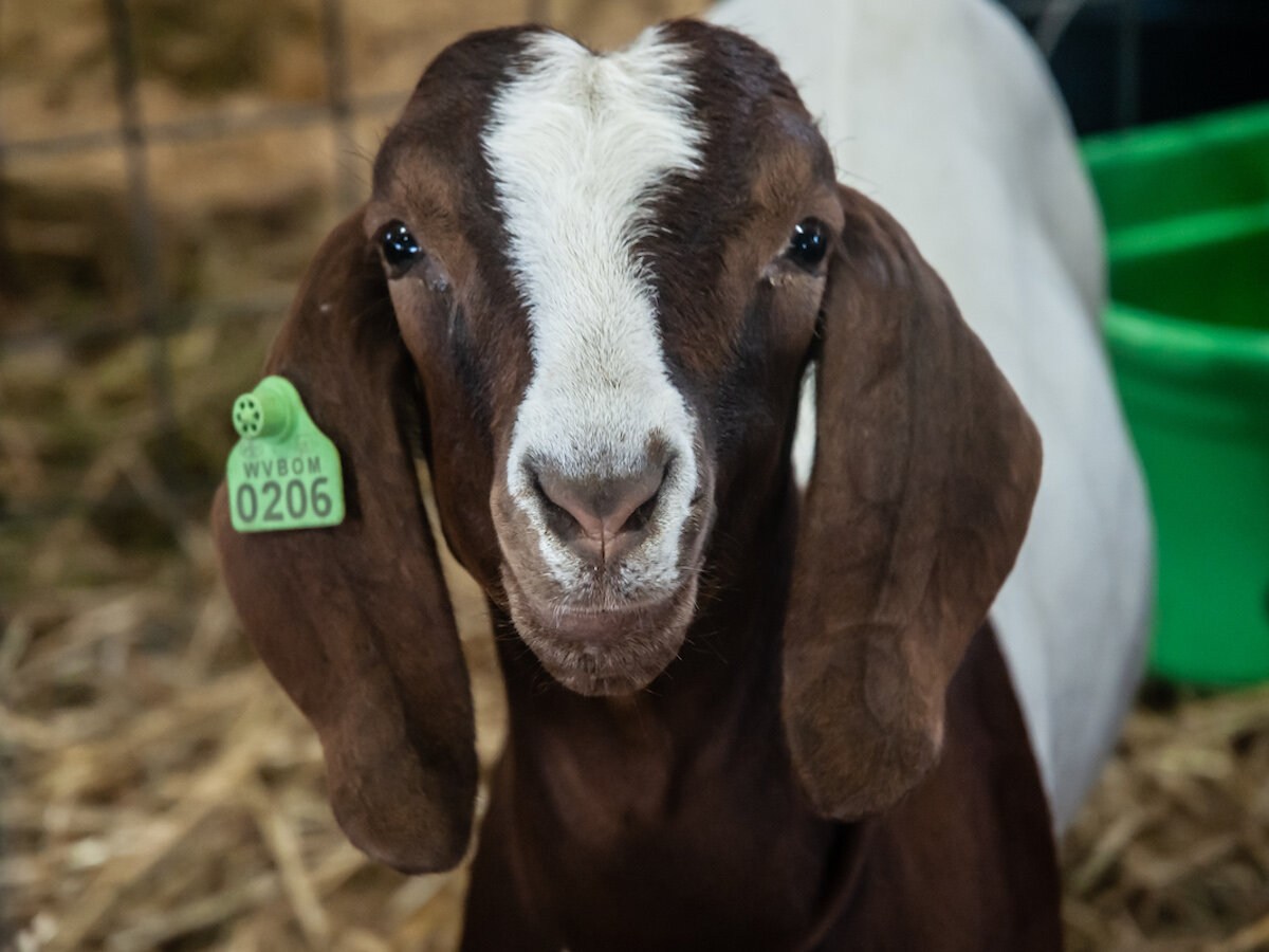 Image for LIVE AUCTION - Loudoun County 4H Youth Livestock Auction